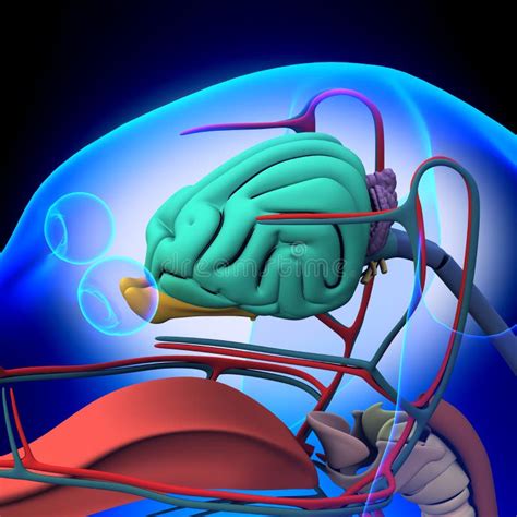 Cane Brain Anatomy Anatomia Di Un Cervello Maschio Del Cane