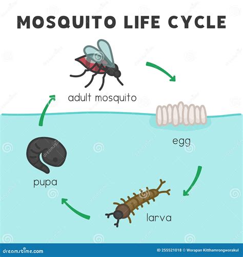 Mosquito Life Cycle Diagram Chart in Science Subject Kawaii Doodle ...