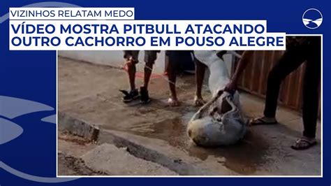 V Deo Mostra Pitbull Atacando Outro Cachorro Em Pouso Alegre E Vizinhos