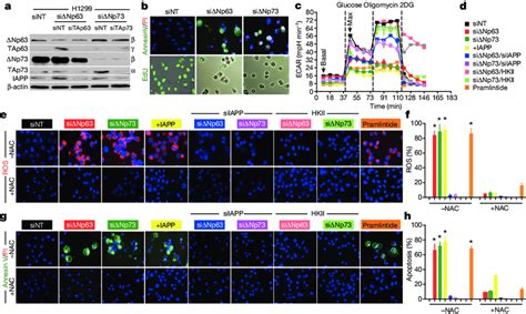 Iapp Inhibits Glycolysis And Induces Ros And Apoptosis In