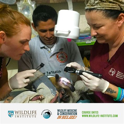 Wildlife Medicine & Conservation in Belize – Belize Wildlife & Referral Clinic – BWRC