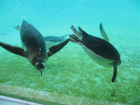 Edinburgh Zoo Penguin Cam