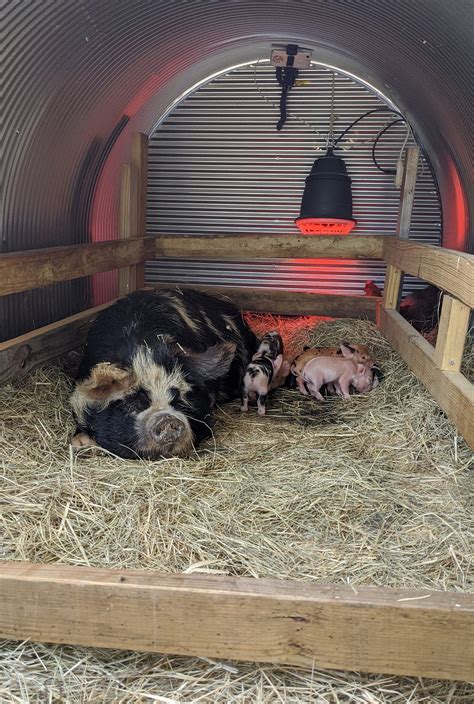 Farrowing Pens For Kunekune Pigs