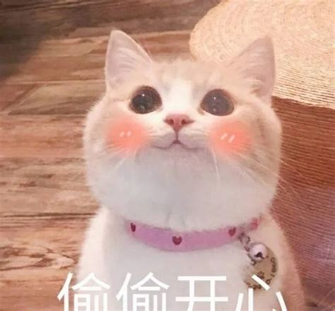 猫咪撒娇表情包撩人 动态图库网