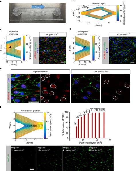 Shear Stress Potentiates Activation And Consequent Nuclear