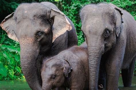 Mau Berkunjung Ke Taman Safari Bogor Kenali Jenis Tiket Masuk Dan