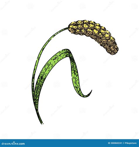 Grain Millet Sketch Hand Drawn Vector Stock Illustration Illustration