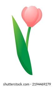 Pink Tulip On White Background Vector Stock Vector Royalty Free