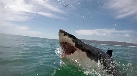 Great White Shark Breaches Right In Front Of Cage Divers Video