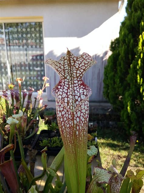 Sarracenia Leucophylla Purple And White Giant Form L Mk