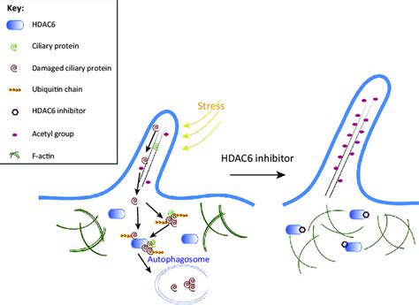 The Role Of Histone Deacetylase Hdac In Ciliary Disassembly And