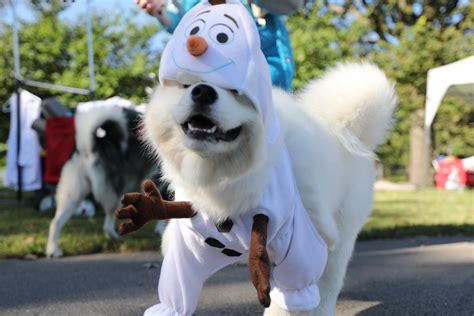 Dog Day Festival | Centennial Park Conservancy