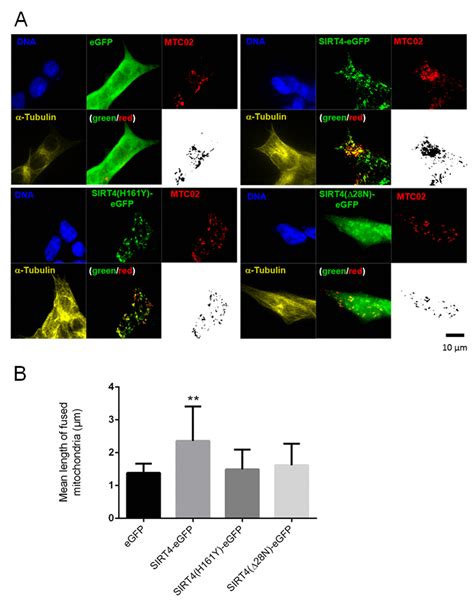 Sirt4 Interacts With Opa1 And Regulates Mitochondrial Quality Control