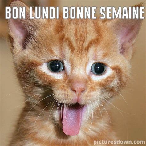 Photo De Bonne Semaine Chat