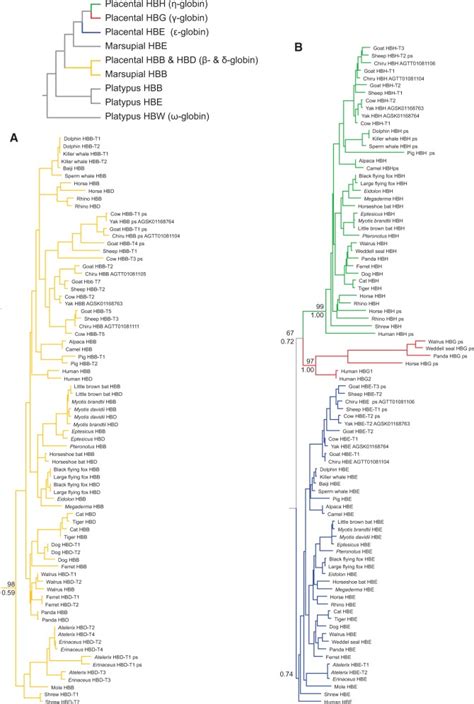 Maximum Likelihood Phylogeny Depicting Relationships Among The Like