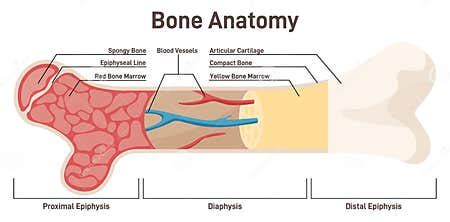 Bone Internal Structure. Didactic Scheme of Anatomy of Human Bone Stock Vector - Illustration of ...