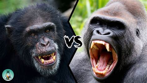 Gorilla Vs Gorilla