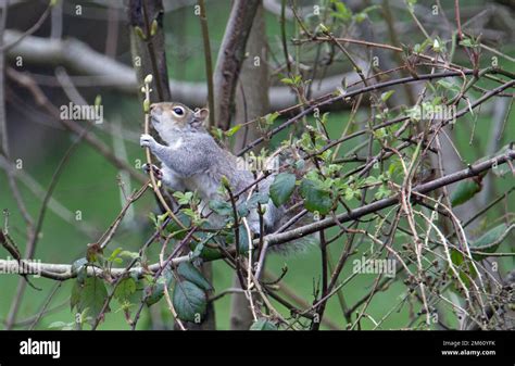 Ardilla Gris Oriental Sciurus Carolinensis Una Especie Invasora En El