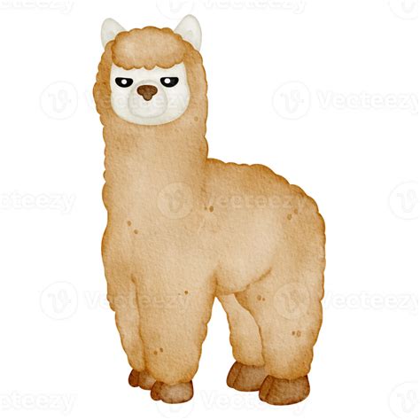 Watercolor Animal Alpaca 36910143 Png