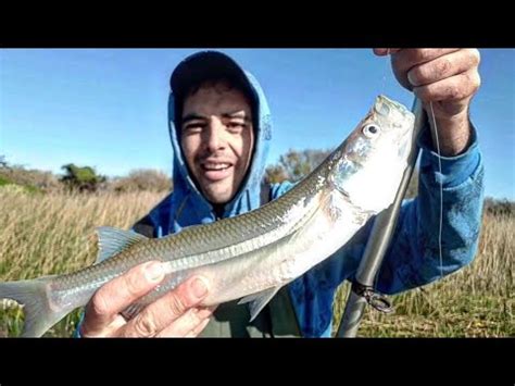 PESCANDO LOS PEJERREYES MAS GRANDES DE COSTA Y CONTRA LOS JUNCOS