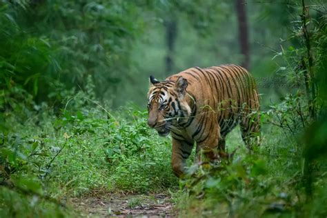 A Complete Guide to Planning Your Tiger Safari in India