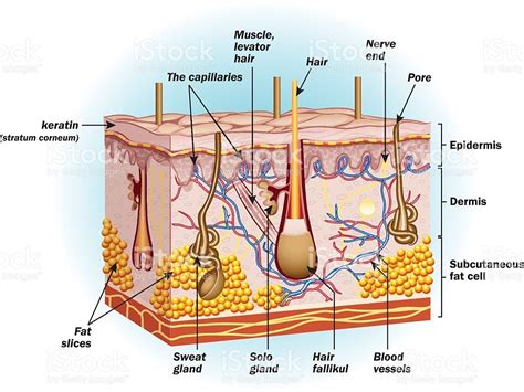 Integumentary System