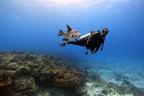 AWARE Fish Identification Coral Reef Divers