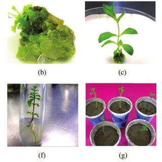 3 Stevia rebaudiana. | Download Scientific Diagram