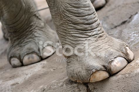 Elephant Feet stock photos - FreeImages.com