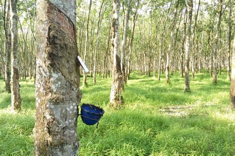 382 000 Hektar Kebun Karet Di 6 Provinsi Terkena Wabah Penyakit