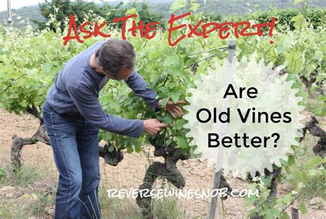 Do Old Vines Make Better Wine