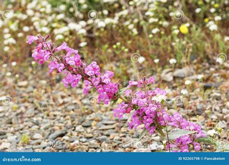 California Desert Wildflowers Stock Photo - Image of desert, county ...