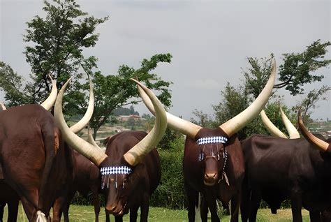 5 Fun Facts Watusi: A Breed of Cattle Like No Other! - Mara River ...