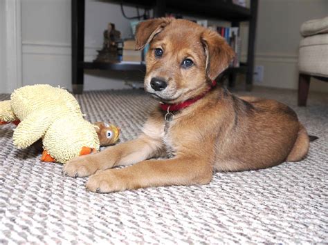 Brown Border Collie Lab Mix