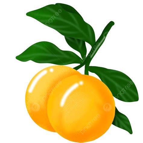 Orange Fruite Clipart Transparent Png Hd Orange Fruits Ilustration