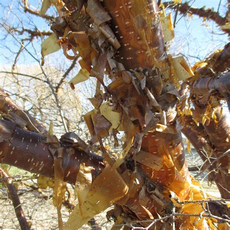 Ornamental Bark on Deciduous Trees in the Midwest - Fine Gardening