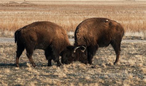 Young Bison Fighting and a Big, Dark Bull - Mia McPherson's On The Wing Photography