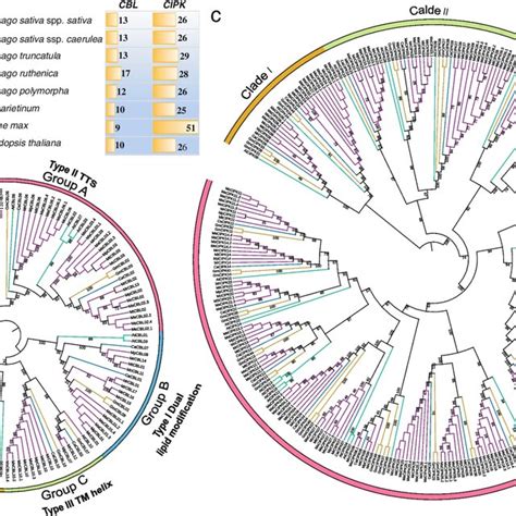 Phylogenetic relationships of the CBL and CIPK genes. a Numbers of gene ... 