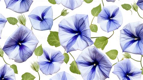 Morning Glory flower patterned background. Flower texture background ...