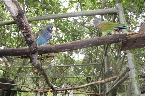 Belize Parrots | Miles To The Wild