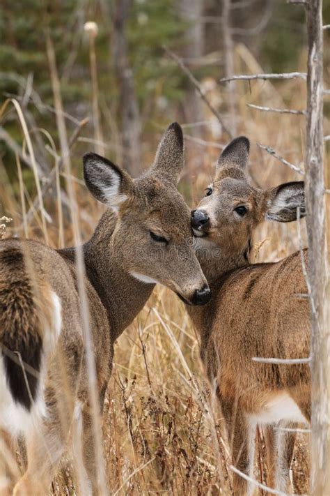 Whitetail Deer Doe and Fawn Stock Photo - Image of green, trees: 14552128