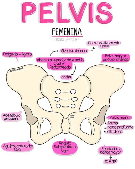 Imágenes De La Pelvis Femenina Y Sus Partes