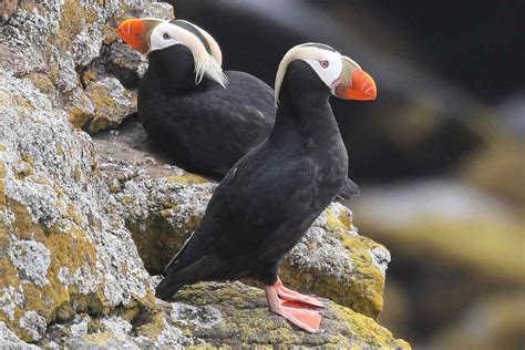 Top Oregon Birds