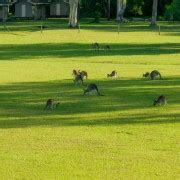 Noosa Everglades Explorer Cruise With Optional Canoeing GetYourGuide