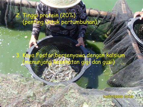 Pengolahan Ikan Lele Clarias Spp Ppt