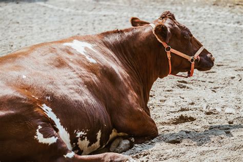 Free Cow Lying Down Photo — High Res Pictures