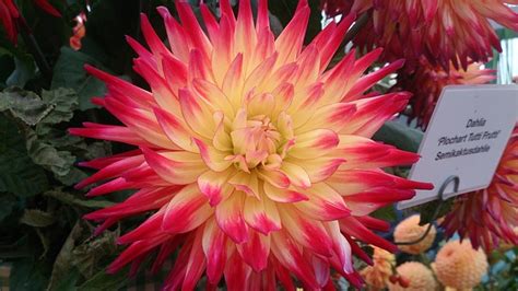 Dahlia Blüte Dahlie Kostenloses Foto auf Pixabay Pixabay