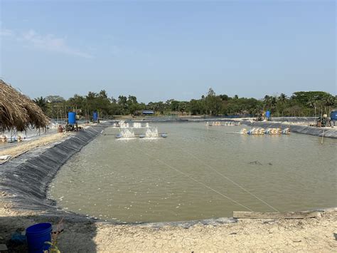 Unchecked Shrimp Farming Transforms Land Use In The Sundarbans