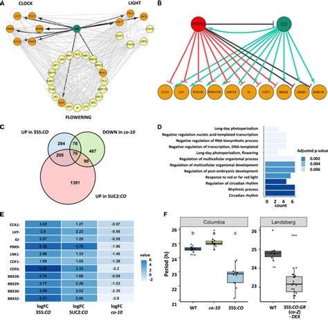 CONSTANS Alters The Circadian Clock In Arabidopsis Thaliana Molecular