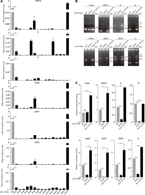 Frontiers Genome Wide Analysis Of The Indispensable Role Of Non